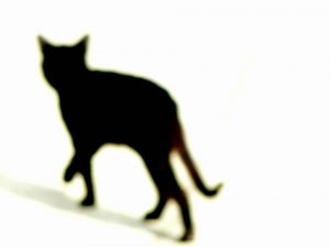 Chat noir, superstition et idées reçues : tout ce qu'il faut savoir