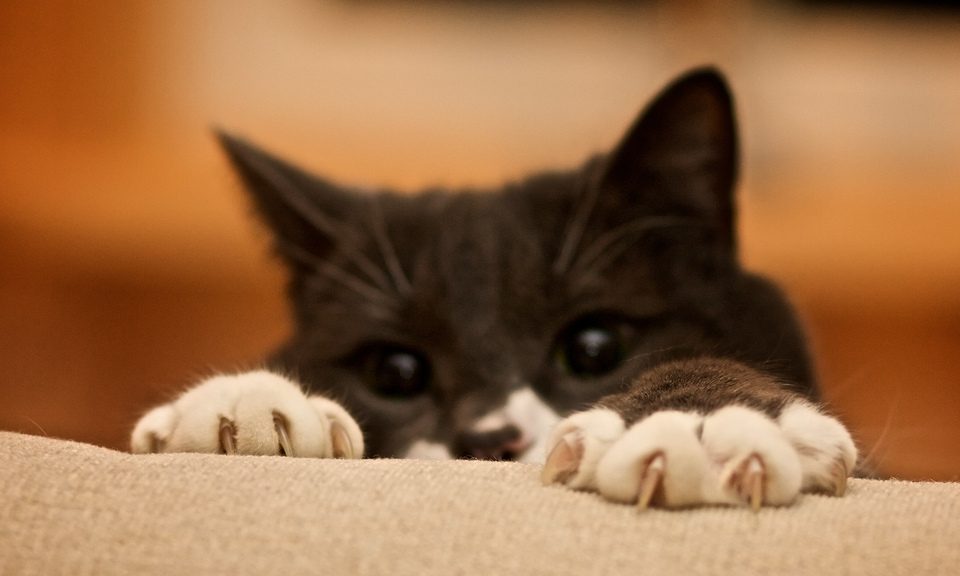 Pourquoi mon chat me mord ou me griffe ? Comportementalistes Pour Pour