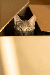 Chat caché dans un carton