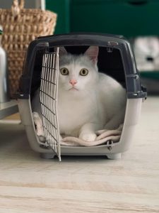 Chat dans une caisse de transport